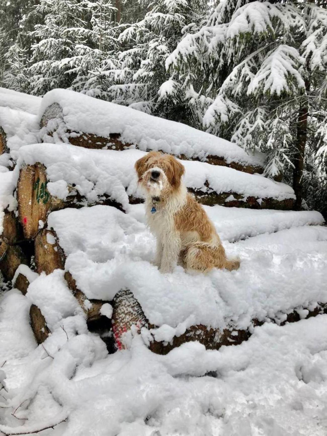 Bergbutzen Mit Balkon Lägenhet Braunlage Exteriör bild