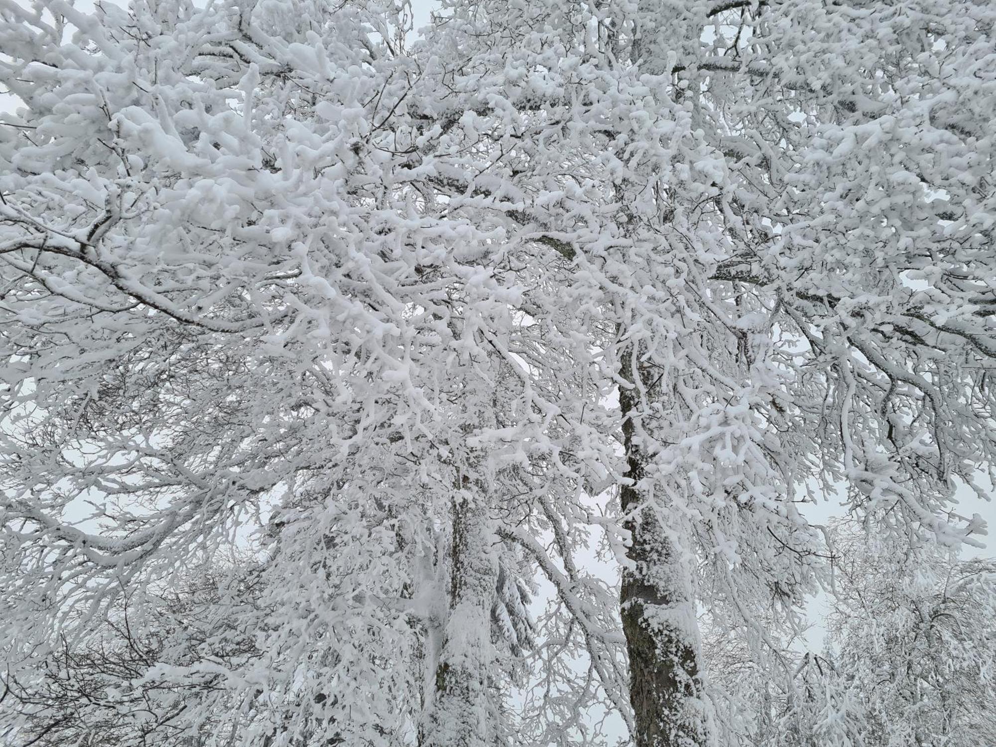 Bergbutzen Mit Balkon Lägenhet Braunlage Exteriör bild